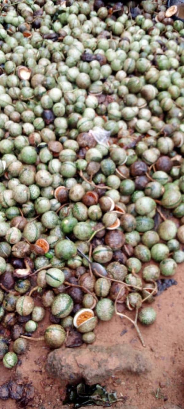  Voacanga - fruits secs et graines grillées nous sommes &agrave; la recherche d'une bonne quantit&eacute; de voacanga. n'h&eacute;sitez pas &agrave; nous contacter par mail ou par whatsapp 