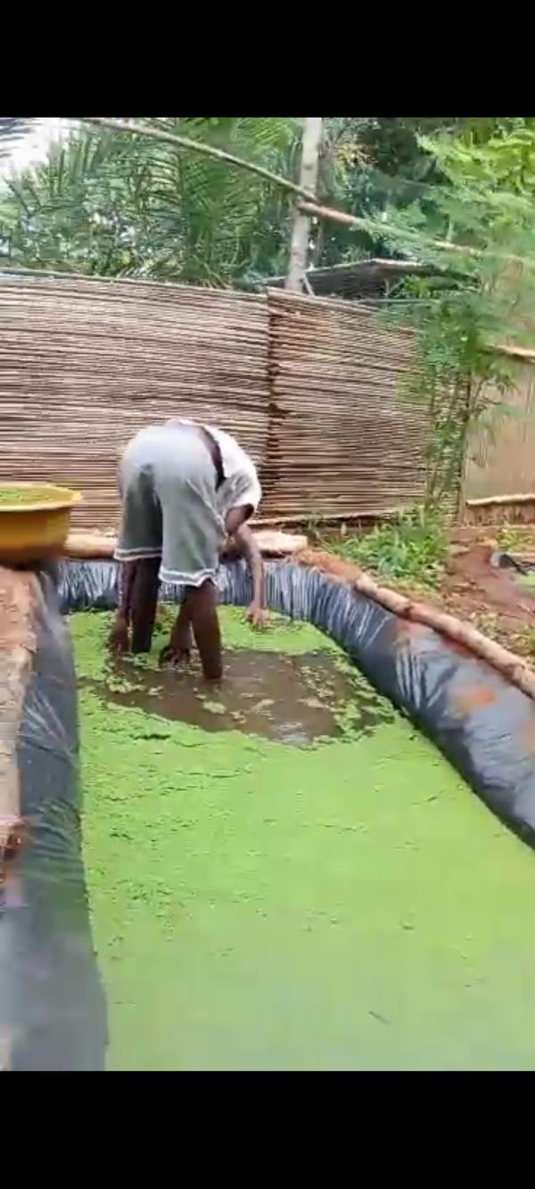  Fournisseur D'azolla Et De Larves De Bsf Togo - aliments pour animaux situés au sud togo,  nous produisons et fournissons des larves de black soldier fly (bsf) et de l'azolla pour alimentation animale.--- larves de bsf disponible vivant,  séchées,  ou  mise en farine --- azolla frais ou séché et mis en poudre--conditionnement selon vos 