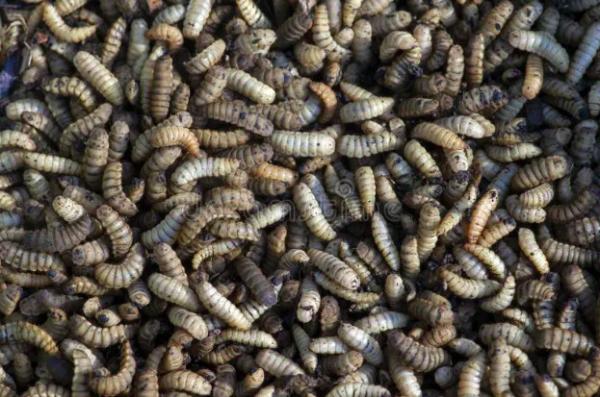  Fournisseur D'azolla Et De Larves De Bsf Togo - aliments pour animaux nous fournissons des larves de black soldier fly (bsf) s&eacute;ch&eacute;es et en farine 100% pure. nous fournissons &eacute;galement de l'azolla ( foug&egrave;re d'eau riche en proteines ) pour l'alimentation animale s&eacute;ch&eacute;e et et mise en farine. nous sommes situ&eacute; au togo et