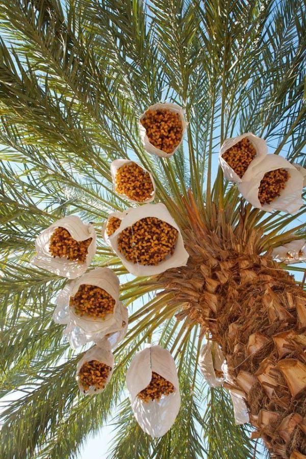  Exportation De Dattes Deglet Nour, Fruits - fruits et légumes nous proposons &agrave; l’export des dattes deglet nour (qualit&eacute; extra standard branche) ainsi qu’une large gamme de fruits et l&eacute;gumes frais d’alg&eacute;rie (tomates poivrons pommes de terre past&egrave;ques oignons ). nos produits sont calibr&eacute;s tri&eacute;s manuel