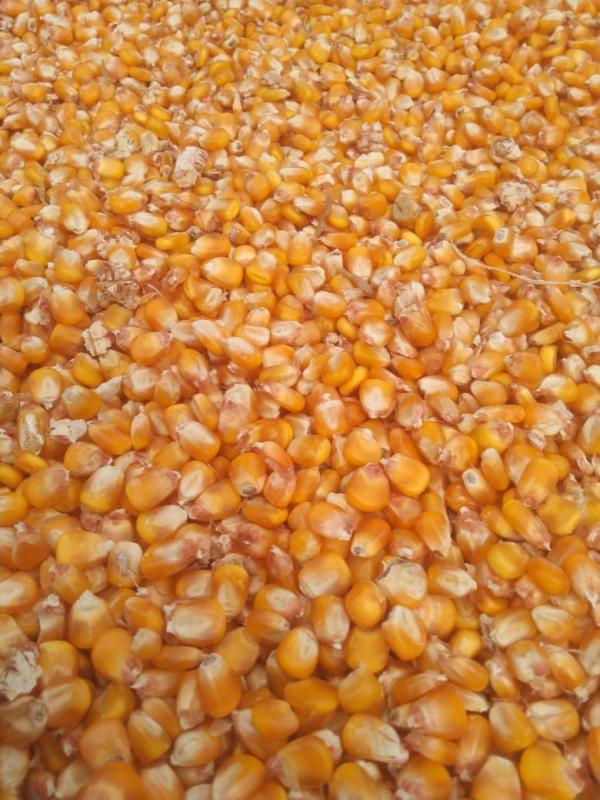  Soybean Meal Fishmeal Cornmaize For Sale - feed corn gluten meal --it is the insoluble proteinic fraction obtained from a process of separating corn starch from maize. the entire process is fully under a hygienic condition. --it is one of outstanding nutritious vegetable protein sources with an excellent amino acid profile. due to it high digesti