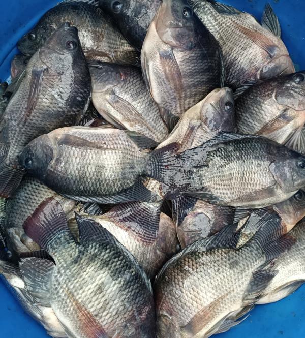 Poisson D'eau Douce - poissons nous avons du poisson bien frais d'eau douce que nous commercialisons dans toutes les communes d'abidjan. nous faisons la livraison 