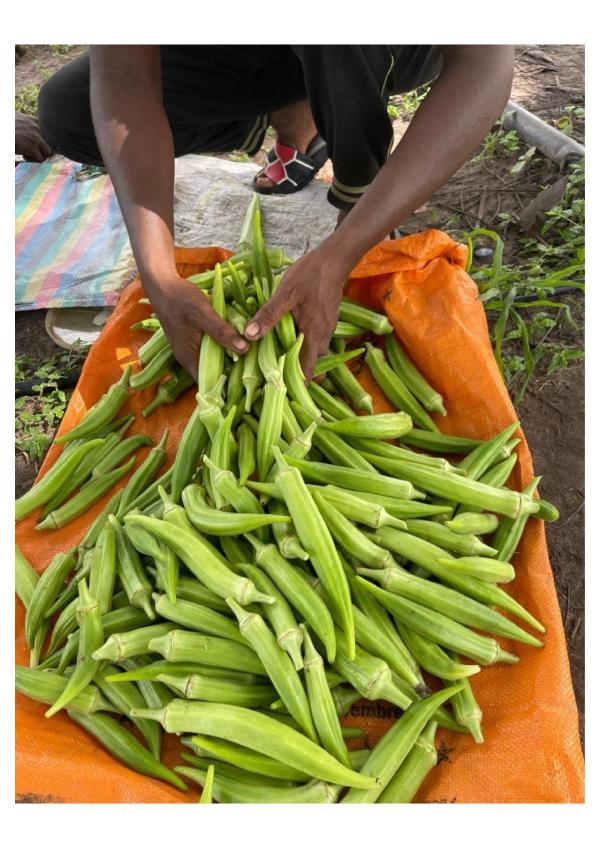  Gombo Pastèque Piment Et Poivron Disponible - fruits et légumes nous avons d&eacute;marrer notre r&eacute;colte de produit de mara&icirc;chage avec une capacit&eacute; de 500 tonnes de gombo clemson a 1500 fr cfa le kg avec une rotation de 15 tonnes la semaine 100 tonnes past&egrave;que clemson a 300 fr cfa le kg avec une rotation de 10 tonnes la semaine
