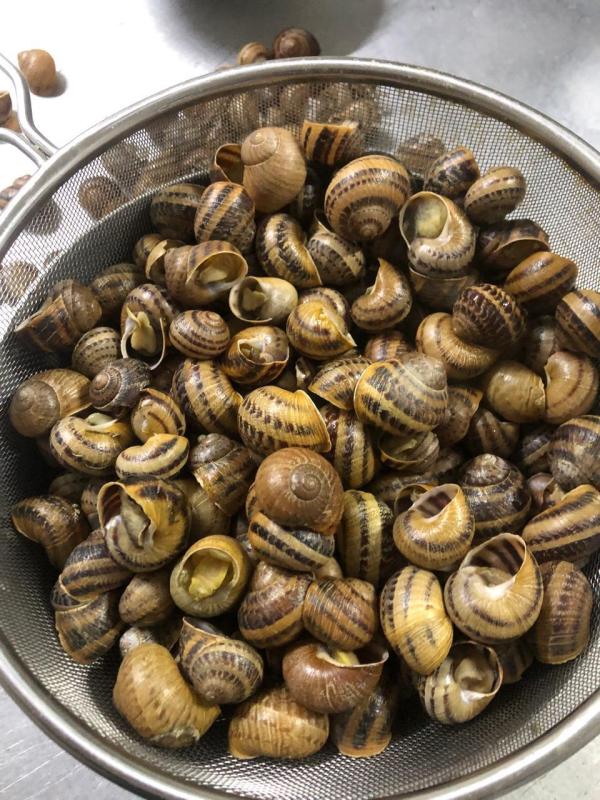  Helix Aspersa Muller And Helix Aspersa Maxima - live animals new season in full swing! we are excited to announce that the new season is in full swing! we sell snails in anabiosis and offer a wide range of additional processing options. our available products include frozen snails snail fillets cimus (a special preparation) canned snails (und