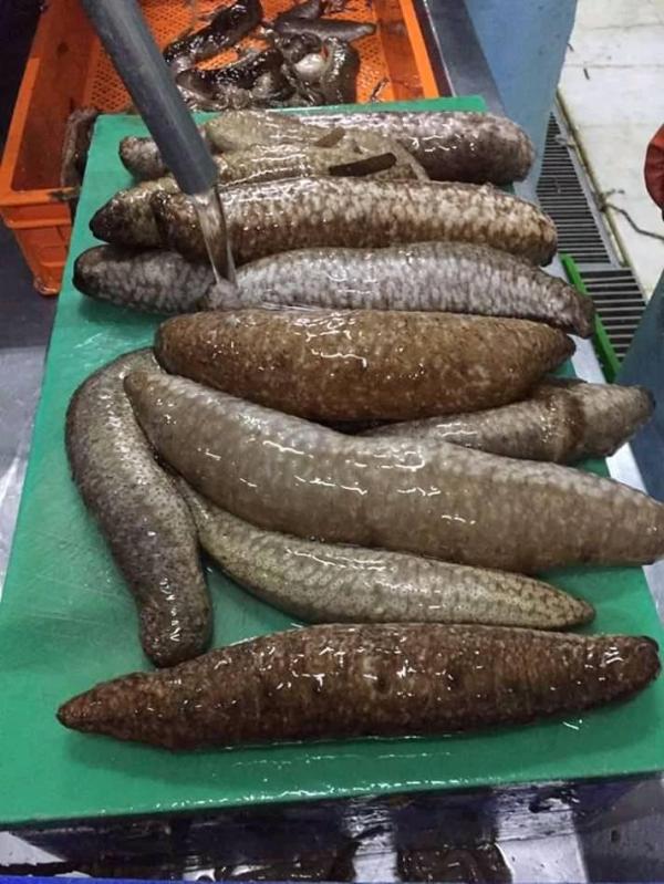  Concombres De Mer Ou Bêches De Mer - autres nous commercialisons les holothuries encore appel&eacute;es concombres de mer ou beches de mer en europe en am&eacute;rique en asie et autres. nous vendons les concombres de mer vivants et bien entretenus ; des concombres de mer congel&eacute;s et frais qui sont bien emball&eacute;s et mise en car