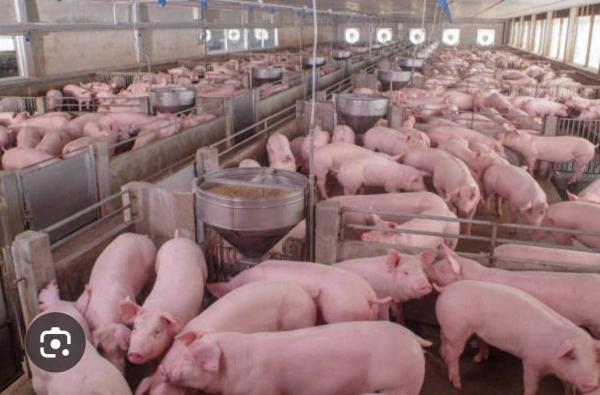  Élévation De Porc Poulet, Bœuf Ect - animaux vivants nous cherchons de partenaires sur l agro-pastorale en république démocratique du congo précisément à lubumbashi,   je suis entrepreneur je suis disponible de faire la route ensemble avec vous.