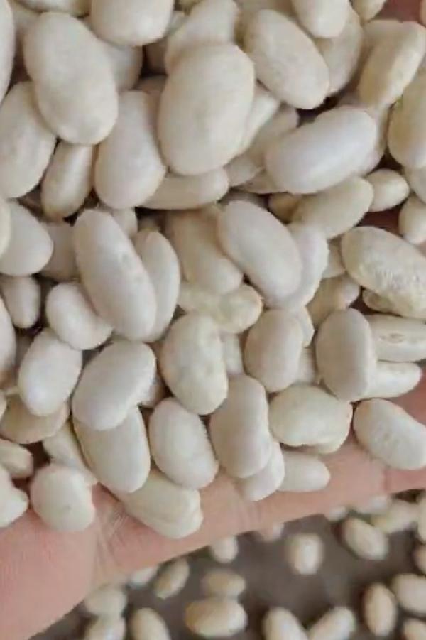  White Bean Sfrom Egypt - starchy white beans from egypt grade 2 – new crop harvest packed in 50kg bags price 900€ cfr destination port