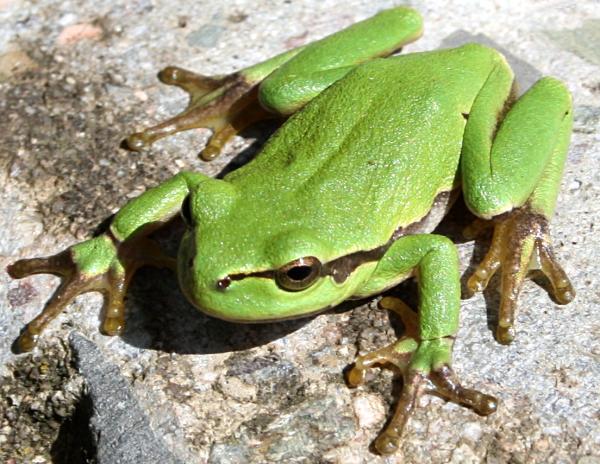  Maroc - animaux vivants je recherche un investisseur pour créer un élevage de grenouilles au maroc afin d'exporter vers les pays où cela est nécessaire. je m'occuperai de tous les documents juridiques et fournirai l'espace nécessaire au projet.