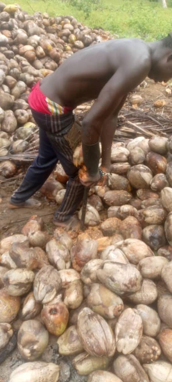  Je Vends De La Noix De Coco - autres nous sommes une entreprise basée en côte d'ivoire exerçant dans la production et dans la vente en grande quantité de noix de coco ( local et hybride). nous sommes en mesure de vous fournir jusqu'à 100000 noix chaque mois.--veuillez nous contacter pour une future col