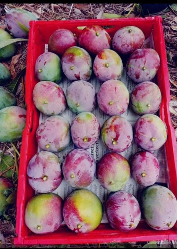  Importation De Mangue - fruits et légumes notre entreprise walo distribution importateur de mangue partout cherche des potentiels acheteur en espagne,  maroc , france et europe pour une collaboration et vente de mangue et fruits et légumes 