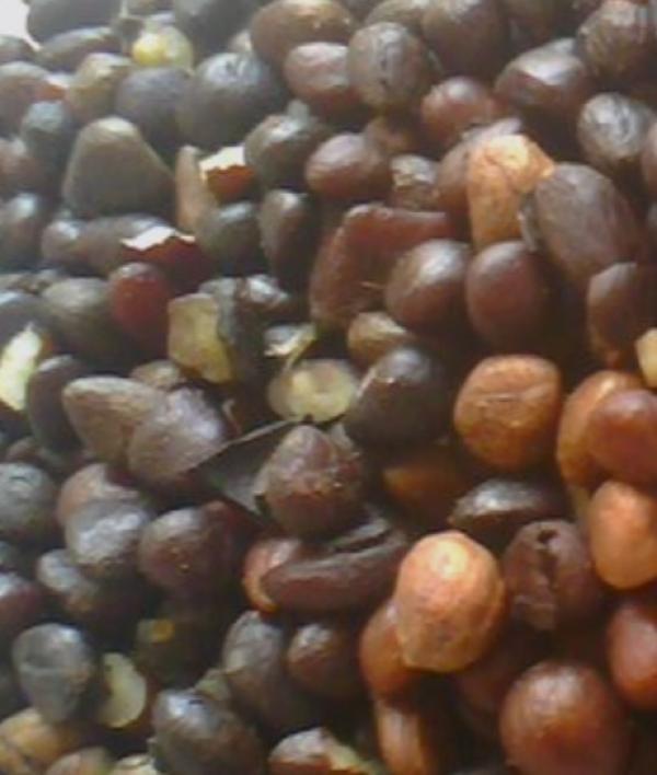  Vente De Amande De Palmiste - fruits secs et graines grillées  nous sommes en cote d'ivoire et nous pouvons vous fournir des amandes de palmistes jusqu'&agrave; 100t dans le mois. notre prix est le suivant 250f avec livraison en cote d'ivoire. 
