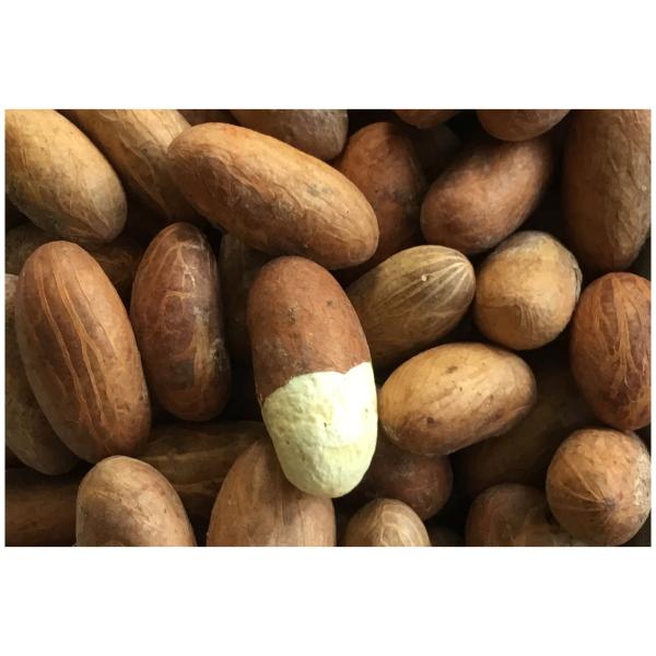  Graines De Garcinia Kola - semence graine plant disponible en petits paquets de 1 kg et 5 kg des graines de garcinia kola.--nos graines sont fraîches minutieusement sélectionnées issue de la récolte de juillet --août 2025. livraison dans tout le monde entier.