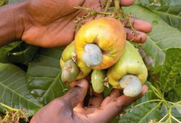  Agricultural Products Negociation - cereals we have a lot of agricultural high quality products stoks here in burkina faso. --we are looking for serious buyers. --we have sesame seeds,  cashew nuts,  soybeans,  shea butter,  shea kernels,  corn,  peanuts,  beans... --we have also fruits and vegetables-- 