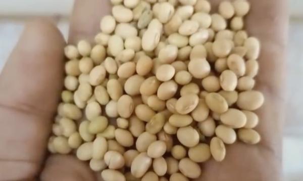  Offre Exclusive Soja De Qualité Supérieure - fruits et légumes origine ghana crop 2025 qualit&eacute; humidit&eacute; < 10% mati&egrave;res &eacute;trang&egrave;res < 1% &eacute;clats < 1% graines vertes < 1% condition pret &agrave; etre retir&eacute; quantit&eacute; disponible maintenant !