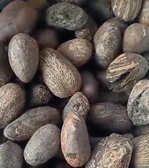  Noix De Karité De Haute Qualité - fruits et légumes une opportunit&eacute; en or pour des noix de karit&eacute; premium du togo parfaites pour l'export ! contactez nous vite ! 