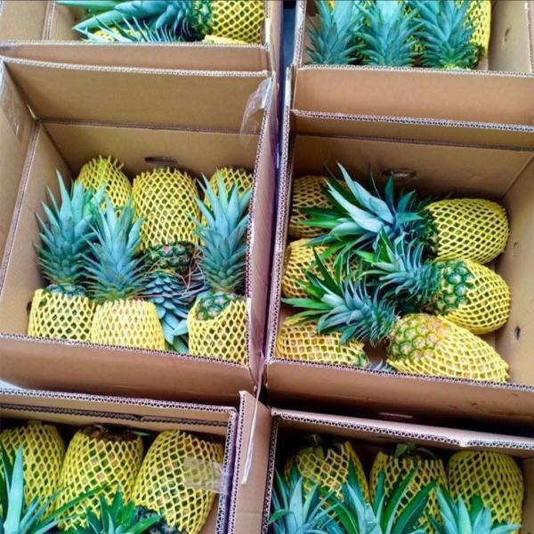  Ananas De Meilleures Qualités - fruits et légumes entreprise de production et d'exportation d'ananas desire entrer en contact avec des potentiels clients pour l'exportation de sa production 