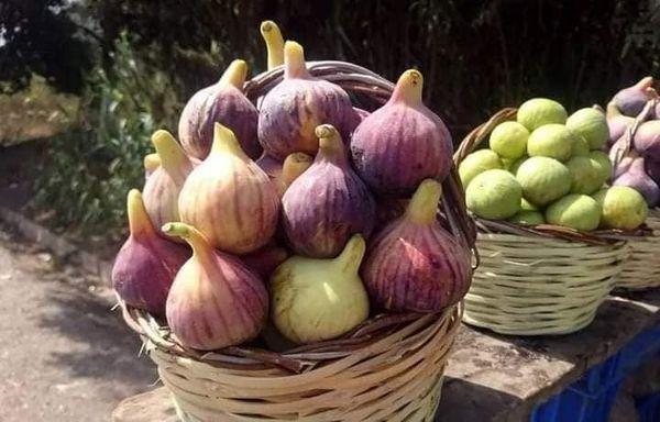 Cherche Un Partenaire Pour Plantations Figuie - fruits et légumes  j’ai un terrain agricole de 5 hectares au bord de la route national a tafraoui oran alg&eacute;rie je cherche un partenaire pour plantation d’arbre de figue et si vous avez une autre proposition d’un autre projet je suis pret a vous &eacute;couter . nb / ce terrain la autant de la coloni