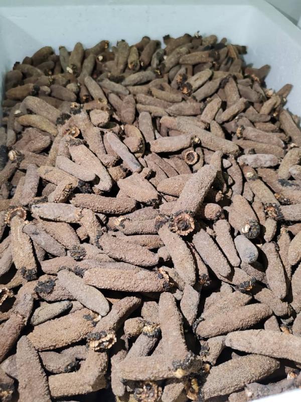  Top-grade Mediterranean Dried Sea Cucumbers - fish  delivers top grade mediterranean dried sea cucumbers directly from algeria to global buyers. perfect for importers distributors & wholesalers seeking consistent quality & reliable supply. why choose our sea cucumbers? ✔ 100% natural – sustainably harvested from the mediterranean ✔ 3 premium 