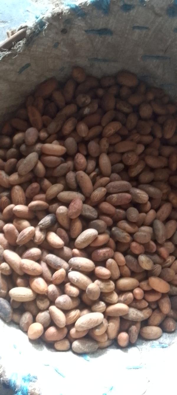  Petit Colas - semence graine plant petit colas disponible chez moi nous sommes situ&eacute;s a abidjan dans la commune d'anyama nous livrons en grande quantit&eacute; dans la sous r&eacute;gion ouest africaine 