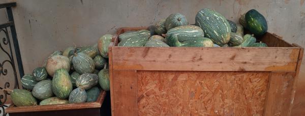  Recherche Client Pour Achat Des Melon - fruits et légumes je suis un jeune camerounais d&eacute;butant dans l'agriculture ayant produit des melons d&eacute;sirant les vendre je suis a la recherche des clients 