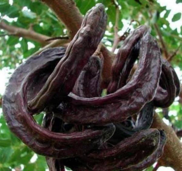  La Caroube Naturelle Saveur Authentique, Ri - fruits et légumes **exportation de la caroube algérienne vers l’europe**----l’algérie,  avec son climat méditerranéen idéal,  est un producteur majeur de la caroube de haute qualité. en tant que produit naturel et 100 % bio,  la caroube algérienne est prisée pour s