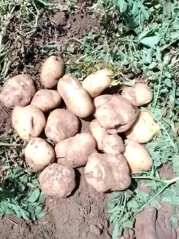  Pommes De Terre - fruits et légumes salut actuellement nous avons de pommes de terre disponible en grande quantites et nous exportons a prix favorable. 