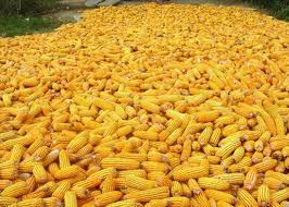  Nous. Sont Une Base Syndicale Cooparetive Au Came - fruits et légumes nous avons fraîche,  propre,  sans taches,  sans points noirs des maïs pour la vente,  nous avons des maïs de couleur différente,  rouge maise,  des maïs blanc et de nombreux autres types. nous les faire grandir dans une zone de non pollution et l'approvisionnement entre eux toute l'ann&eacut