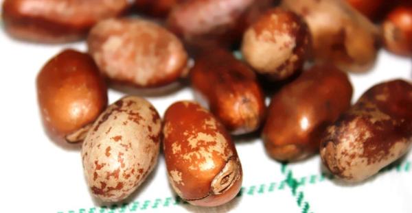  Noix De Pébé - fruits et légumes nous vous proposons de la noix de p&eacute;b&eacute; naturelle en grande quantit&eacute; jusqu'&agrave; 20 tonnes. nous tenons &agrave; vous informer que nous pouvons fournir du tilapia rouge et du poisson chat en quantit&eacute;s importantes