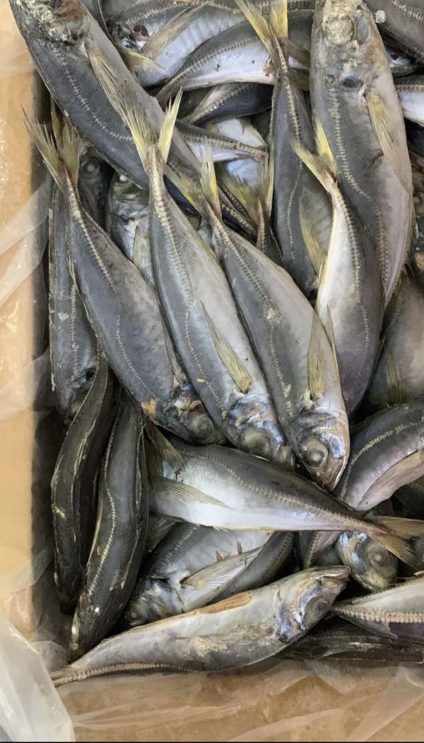  Chinchard Congele - poissons  nous cherchons des clients en afrique pour notre chinchard congel&eacute; d origine marocaine de bonne qualit&eacute; et conditionn&eacute; dans carton de 20kg destin&eacute; pour le march&eacute; africain. si vous etes int&eacute;ress&eacute;s n h&eacute;sitez pas &agrave; nous contacter.