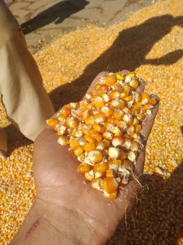  Fournisseur De Maïs - semence graine plant  maïs de qualit&eacute; sup&eacute;rieure – madagascar nous mettons &agrave; disposition un stock de maïs jaune de premi&egrave;re qualit&eacute; soigneusement s&eacute;lectionn&eacute; pour sa puret&eacute; et sa richesse nutritive. ✔ origine madagascar ✔ qualit&eacute; premium – grains