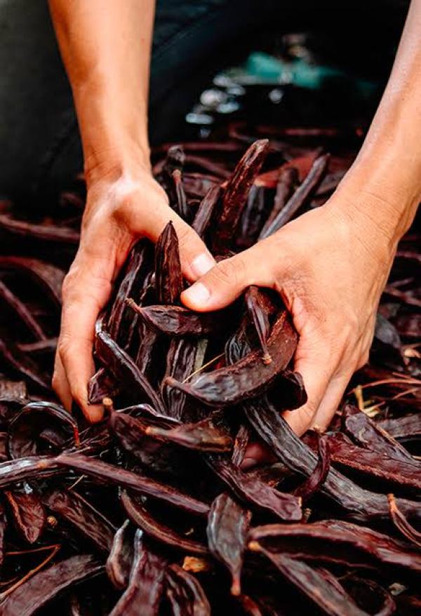  Carob Haute Qualité - matiere vegetale je vente la meilleure qualit&eacute;e du carob avec des grandes et des petites quantit&eacute;s --et possibilit&eacute; d exportation partout dans le monde 