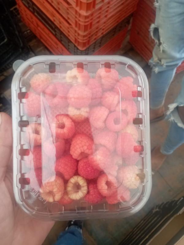  New Season Orders - fruits and vegetables we are a moroccan company exporting fresh fruits and vegetables to qatar saudi arabia and the united arab emirates. we are currently accepting orders for strawberries blueberry blackberry lemons oranges tomatoes peppers and avocados.