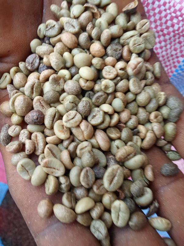  Vente De Café Robusta - café cacao thé  chers tous nous mettons en vente du cafe robusta 100 tonnes disponibles actuellement &agrave; abidjan. le caf&eacute; est d&eacute;j&agrave; d&eacute;cortiqu&eacute; et tr&egrave;s bien propre. nous vendons qu'en exw. prix &agrave; la tonne est de 3658.75 euro. cordialement 