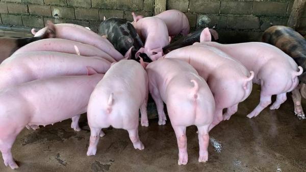 Recherche De Partenaires Sponsors - autres recherche de partenaires pour un projet d'&eacute;levage de porcs nous sommes &agrave; la recherche de partenaires investisseurs pour soutenir le d&eacute;veloppement de notre projet d'&eacute;levage de porcs d'abattoir et de centre de distribution. notre objectif est de cr&eacute;er une entrepris