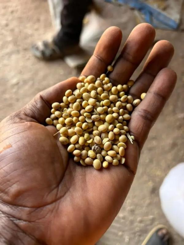  Exportateurs Des Produits Tropicaux Bénin - fruits secs et graines grillées nous sommes une entreprise sp&eacute;cialis&eacute;e dans la production et l’exportation de produits tropicaux de qualit&eacute; tels que la noix d’acajou le soja et le beurre de karit&eacute; bas&eacute;s au b&eacute;nin. nous recherchons des partenaires commerciaux distributeurs ou acheteurs