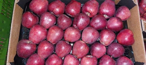  Agros Alimentaire Et Autre - céréales     nous sommes une entreprise base en turkey nous commercialisons un peut de tout  en quantité industrielle agros aliment  notamment le riz,  le ble ,  les pommes fruit , et dans d'autre domaine energi; petrol  , le fer a bétons le cuivre contacte nous pour tous vos interet concernant le 