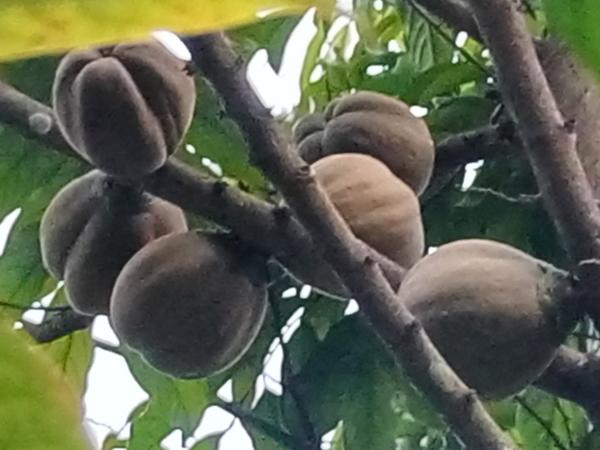  Plans Et Graines Du Bois D'ébène - horticulture plante biocarburant nous recherchons des clients pour nos plans et graines de bois d'ébène. nous sommes situés à yaoundé,  cameroun. 