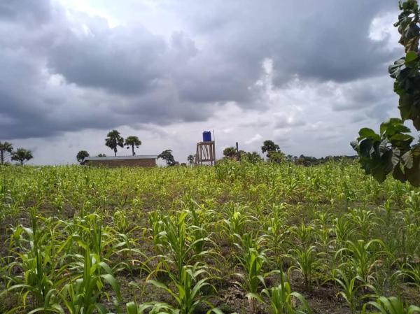  Recherche Partenaires Agricole - Investissement capitaux particulier cède une parcelle agricole de 30 hectares pour partenariat gagnant -gagnant (culture et transformation de la tomates,  etc. lieu 180 km d'abidjan. zone très fertile pour diverses cultures. pour les informations veuillez nous contacter. 