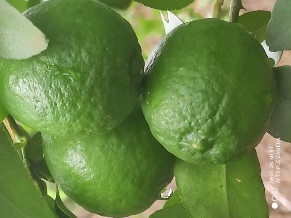  Vente De Citron - fruits et légumes nous sommes une exploitation agricole camerounais producteur de fruits de citron de bonnes qualit&eacute;s et en quantit&eacute; suffisante nous disposons de plus de 20hectares de verger de citronnier et nous serons ravis de faire affaire avec des clients comme vous. pour les int&eacute;ress&eacute