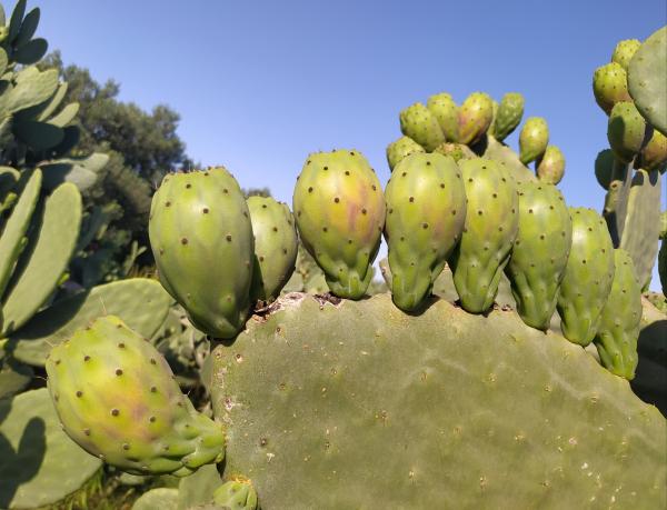  Figues De Barbarie Arrière Saison - fruits et légumes nous sommes une soci&eacute;t&eacute; tunisienne bas&eacute;e &agrave; bouargoub gouvernorat de nabeul sp&eacute;cialis&eacute;e dans le commerce des produits agricoles tunisiens. nous tenons &agrave; vous faire part de notre proposition de distribution de nos figues de barbarie d'arri&egrave;re