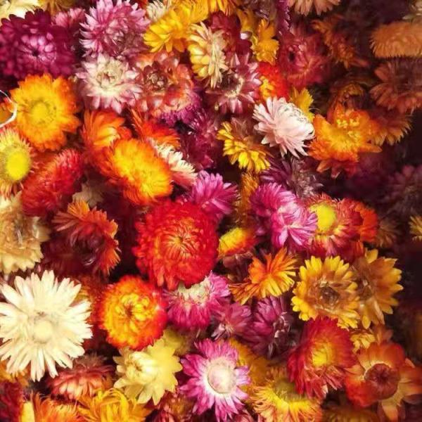  Grossiste Fleurs Immortelles Décorations - horticulture plante biocarburant fleurs immortelles à bractées séchées pour décoration.. fleurs séchées présentées entières avec ou sans tige. plusieurs grades disponibles. interlocuteurs français. prix très compétitif en direct producteur. n