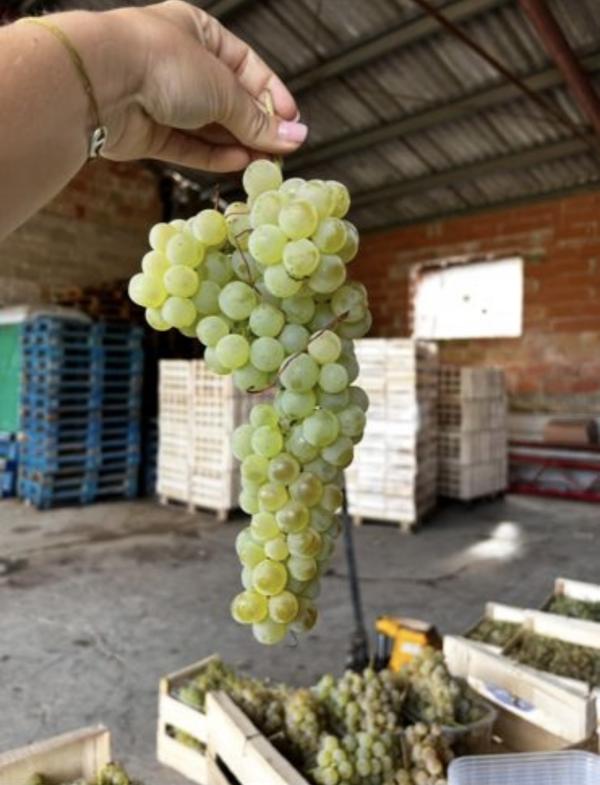  Vente Chasselas - fruits et légumes je vends mon raisin chasselas cultiv&eacute; dans la r&eacute;gion de moissac par nos soins vente seulement par palette me contacter au si int&eacute;ress&eacute; 