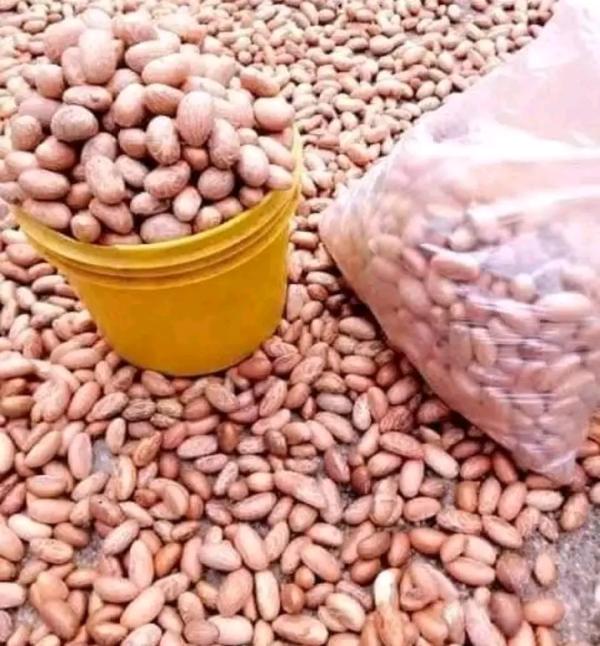  Vente En Gros De Bitter Cola - fruits et légumes nous avons des tonnes de bitter cola ( grosse graine et quelques petites) au cameroun et nous cherchons des partenaires &agrave; l'&eacute;tranger ou meme un transitaire ici sur place pour les premi&egrave;res fois contacter nous pour les n&eacute;gociations au quantit&eacute;.. ( nous pou