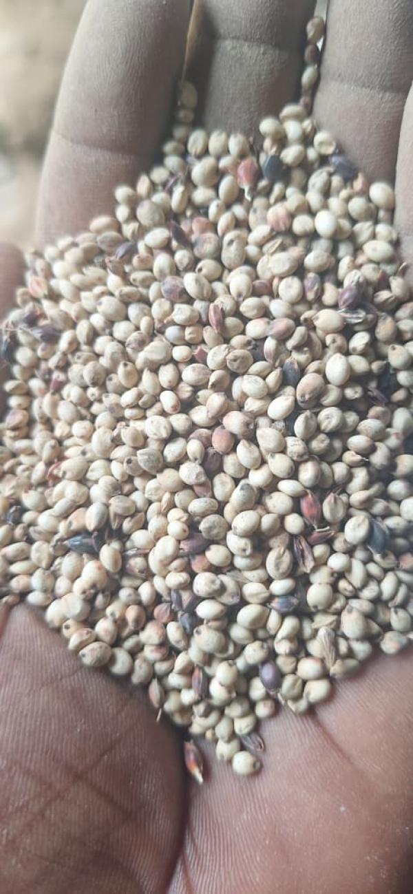  Vente Du Mil En Wolof Bassi Et Dougou - céréales bonjour a tous et toutes --je cherche des clients/partenaires  pour vendre du mil bassi et dougou (wolof) 240 tonnes a un bon prix provenant du mali précisément a segou --pour plus infos appel ce numéro 