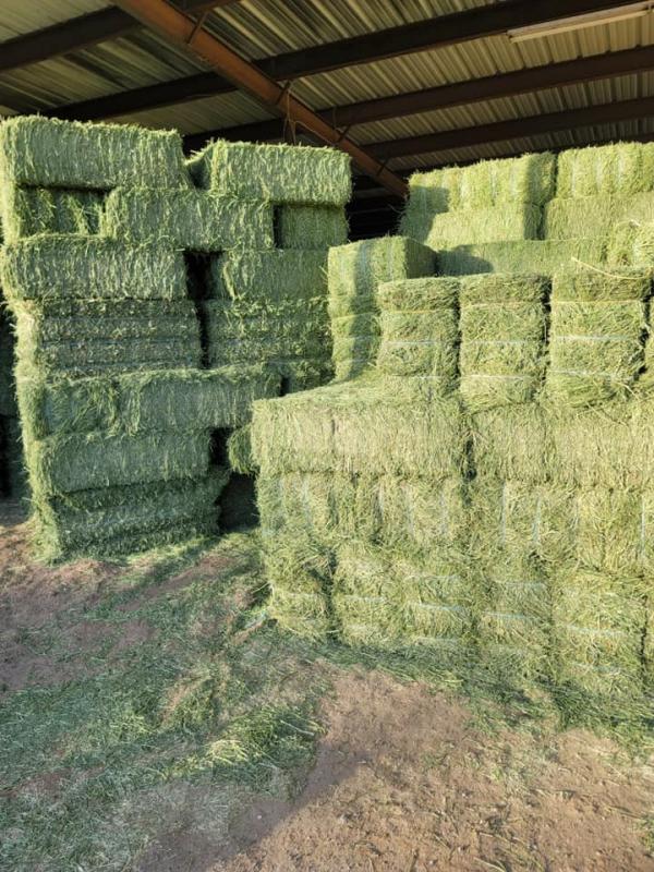  Horse Quality Alfalfa Hay Ready - milk and milk products horse quality alfalfa timothy and orchard grass available. square bales of 65lb and 100lb bales. pickup and possible deliveries. we also provide help unloading and stacking if the barn has easy and close access for unloading. text/call for a quote. we also have a variety of shavings flakes and al