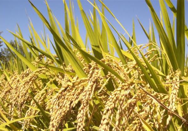  Recherche De Partenariats (acheteur De Riz - céréales nous sommes un groupe de jeunes ivoiriens dynamiques et passionn&eacute; nous avons une bonne quantit&eacute; de riz local &agrave; vendre. nous recherchons des partenariats durable pour la fourniture de nos produits quelques soit le tonnage.