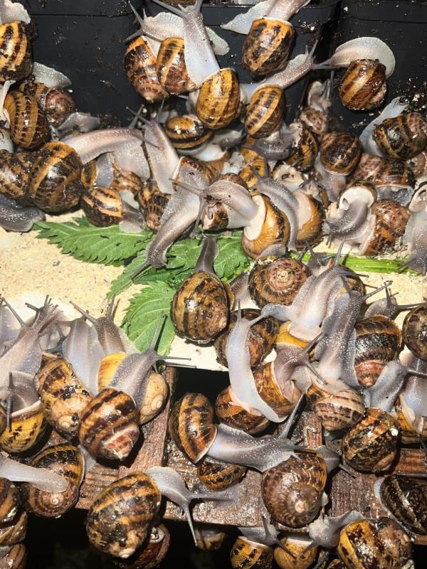  Looking For Buyers Of Helix Aspersa Muller - live animals we are a ukrainian company specialising in breeding and selling live helix aspersa muller snails. we are looking for potential buyers for long term fruitful cooperation. we can provide up to 20 tonnes of product priced between  3.75 to  4.25 per kilo depending on quality. our enterprise was establ
