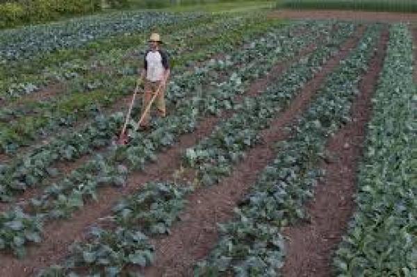  Financial Partner - fruits and vegetables i am looking for real partner to finance my cabbage onion and pepper growing projects on an area of ​​5 to 10 hectares in ghana in the akousse jachim area fed by a large river 2 hours away by road