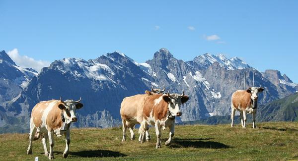  Bovines. - animaux vivants nous sommes une soci&eacute;t&eacute; fran&ccedil;aise proposons des veaux et des vaches pour export.annonce pour des acheteurs gros volume.