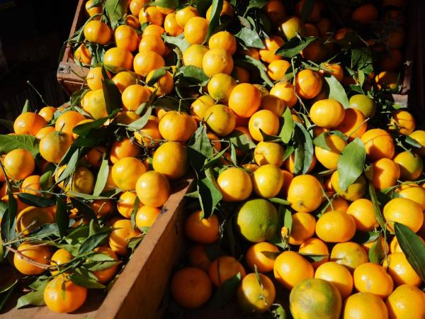  Vente De Clémentine De Variété Marisol - fruits et légumes bonjour chers tous,  nous mettons en vente de la clémentine de variété marisol d'origine de maroc. une capacité de 4500 tonnes disponibles . les fruits sont conditionnés dans des caisse de 10 kg ou 15kg.